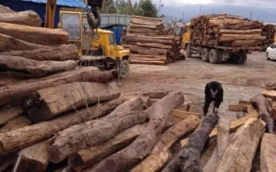 緬甸花梨憑什么，價(jià)格一路上漲....